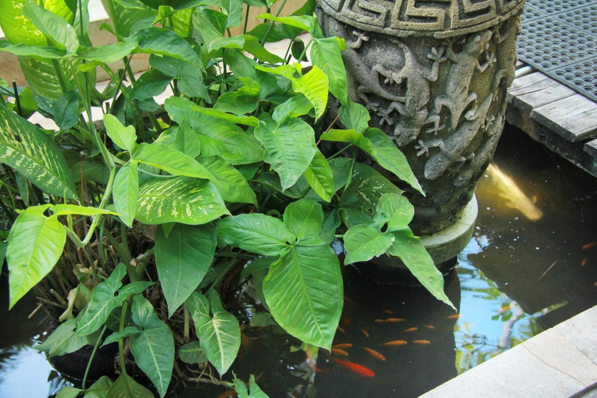 The Chand - A Hidden Gem In Petitenget *